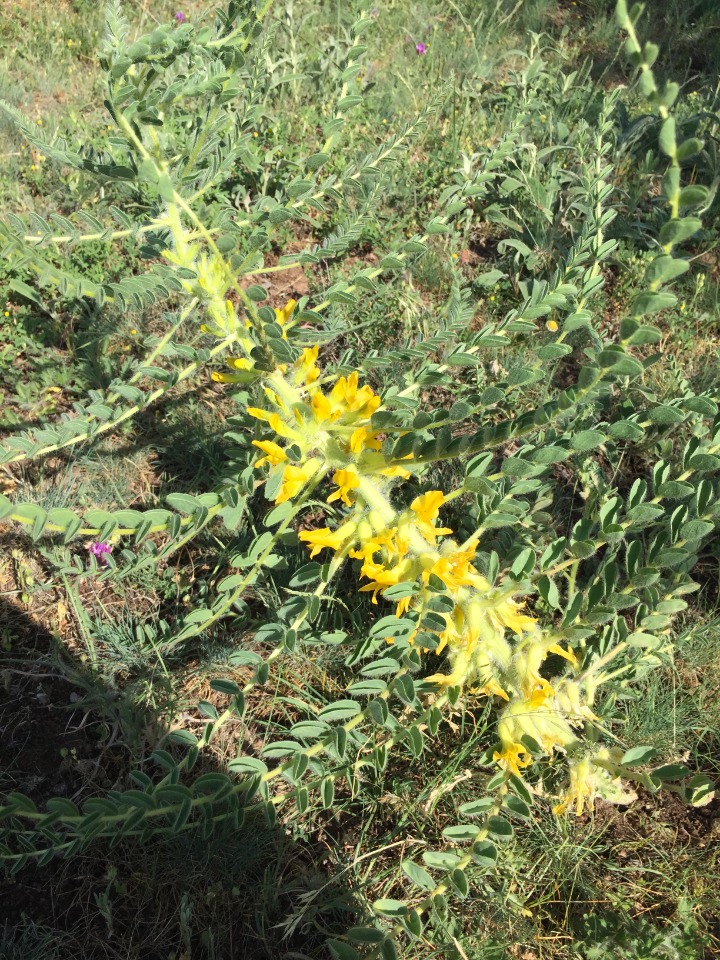 Astragalus melanophrurius