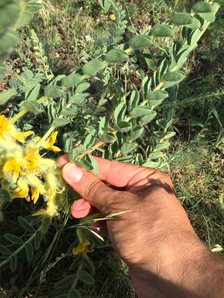 Astragalus melanophrurius