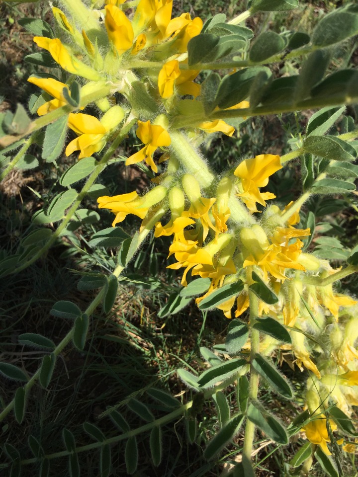 Astragalus melanophrurius