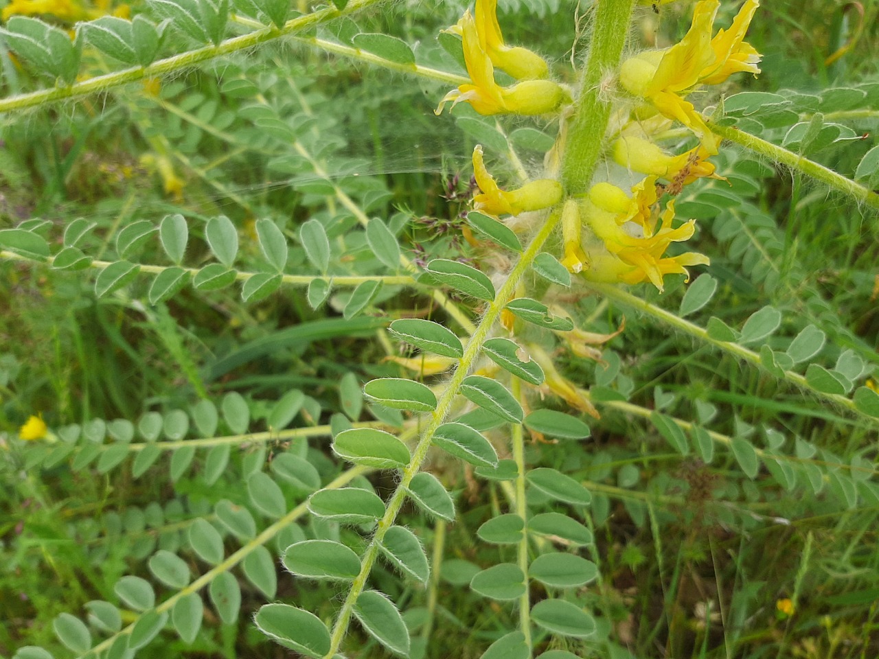 Astragalus melanophrurius