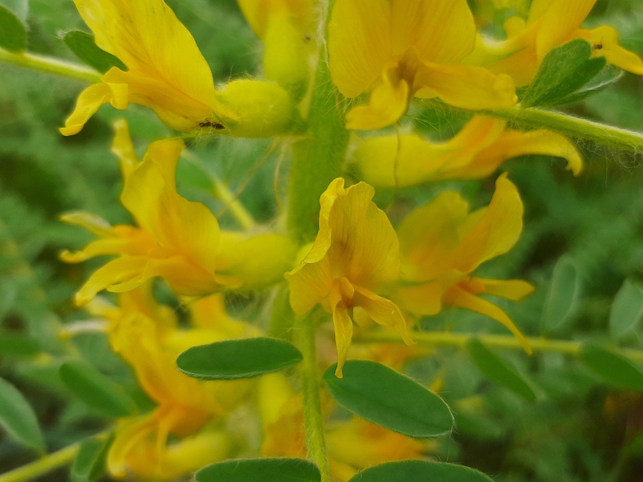 Astragalus melanophrurius