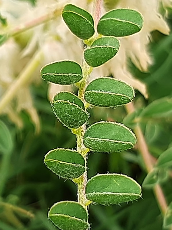 Astragalus melanophrurius
