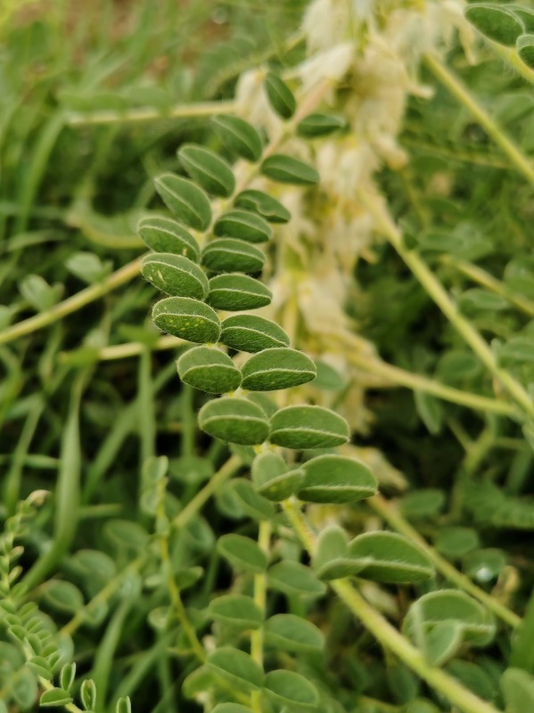 Astragalus melanophrurius