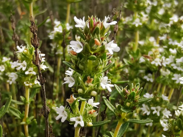 Thymus leucostomus