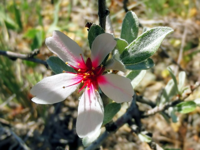 Amygdalus orientalis