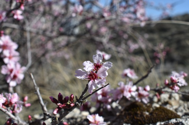 Amygdalus orientalis