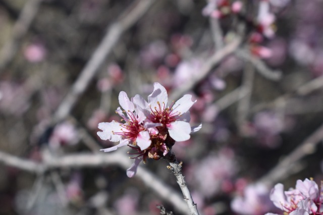 Amygdalus orientalis