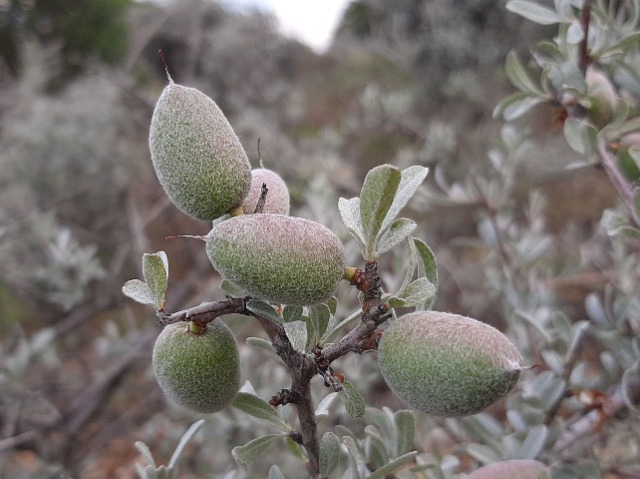 Amygdalus orientalis