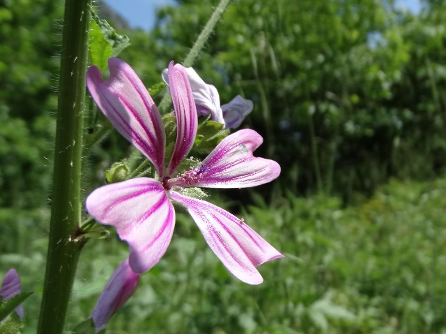 Malva sylvestris