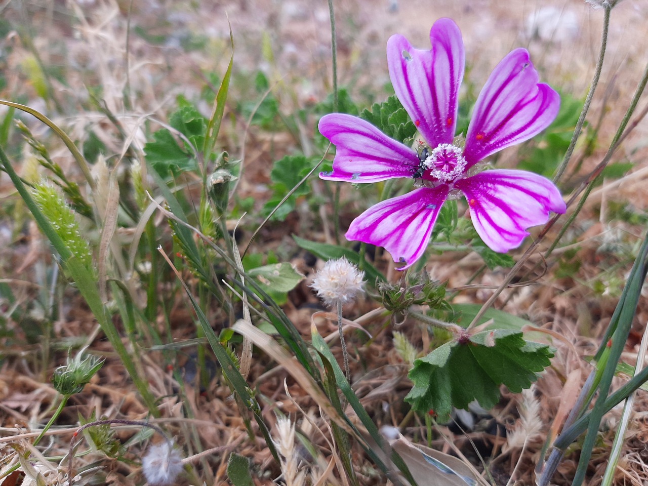 Malva sylvestris