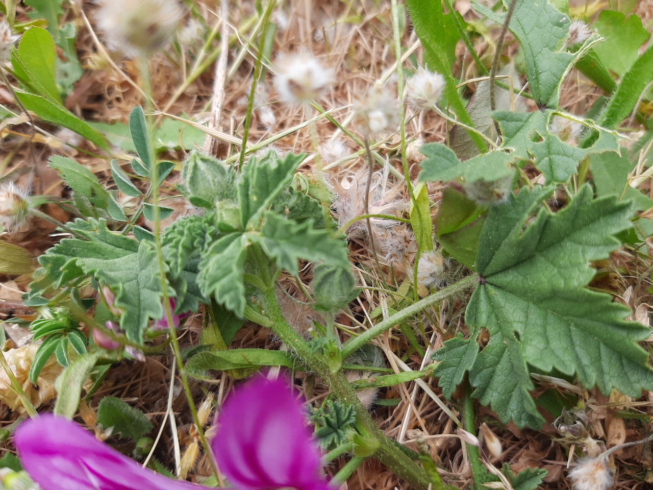 Malva sylvestris