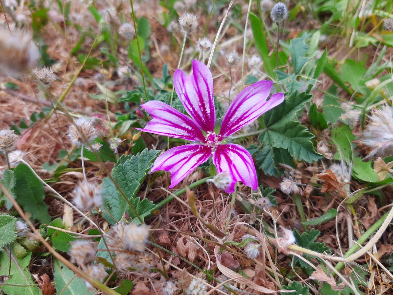 Malva sylvestris