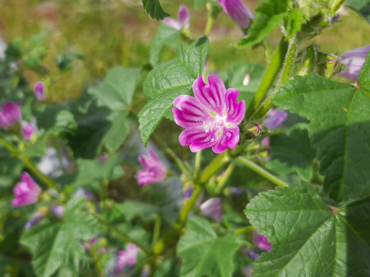 Malva sylvestris