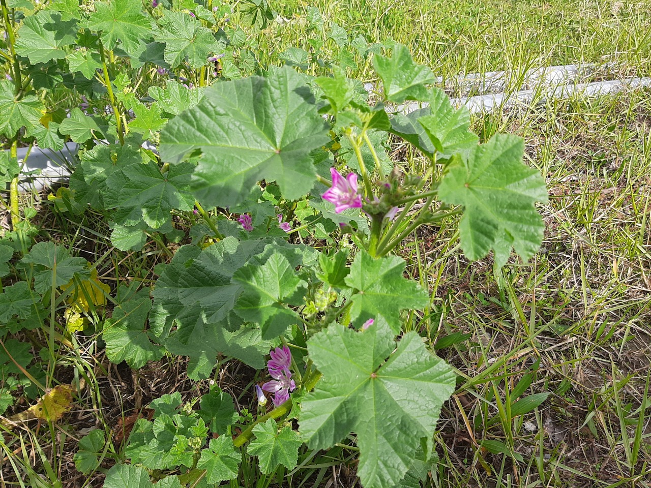 Malva sylvestris