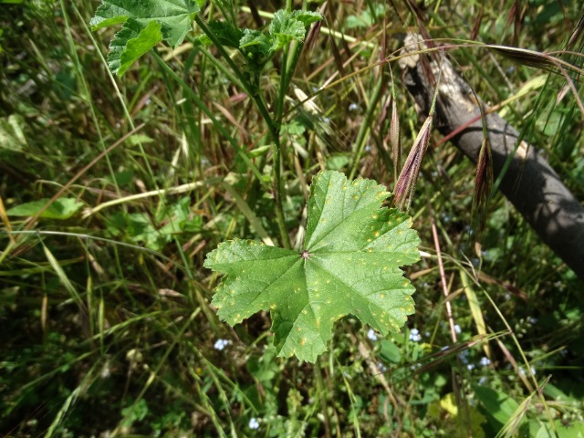 Malva sylvestris