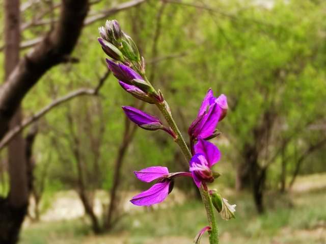 Polygala pruinosa