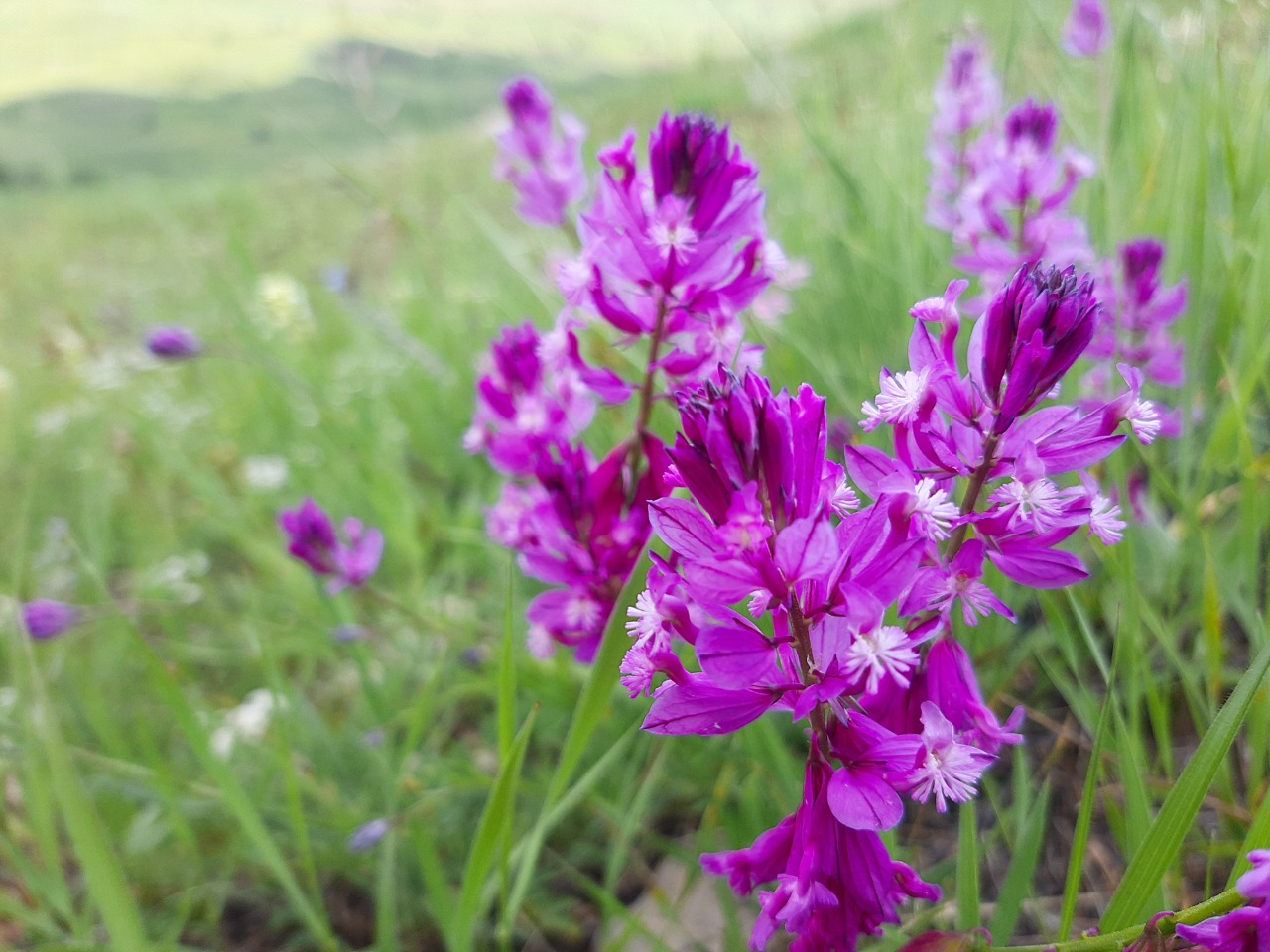 Polygala pruinosa