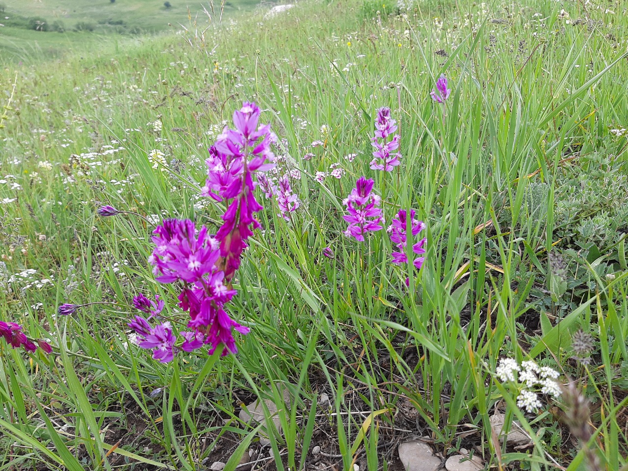 Polygala pruinosa