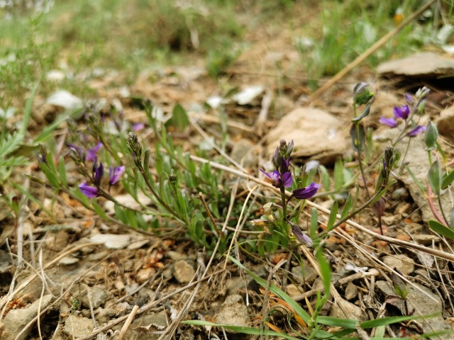 Polygala pruinosa