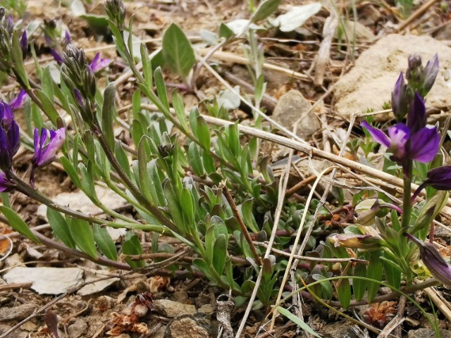 Polygala pruinosa