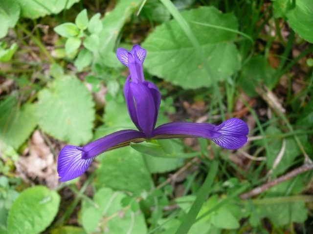 Iris sintenisii