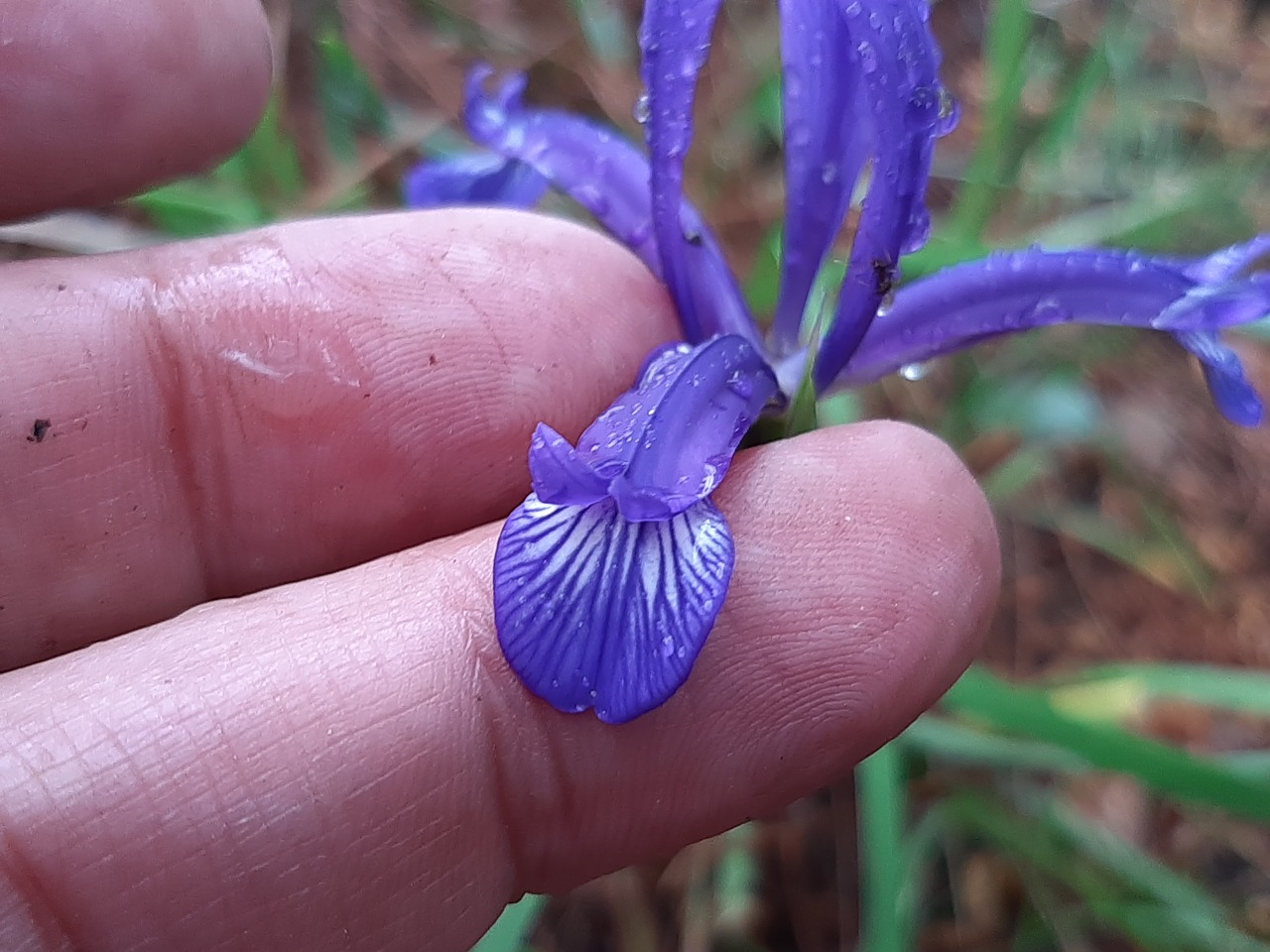 Iris sintenisii