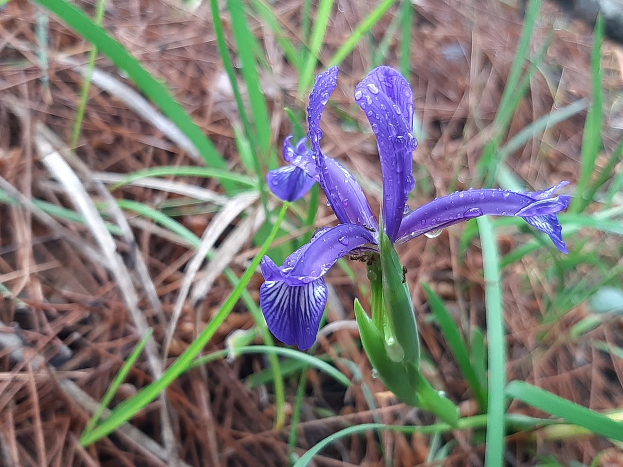 Iris sintenisii