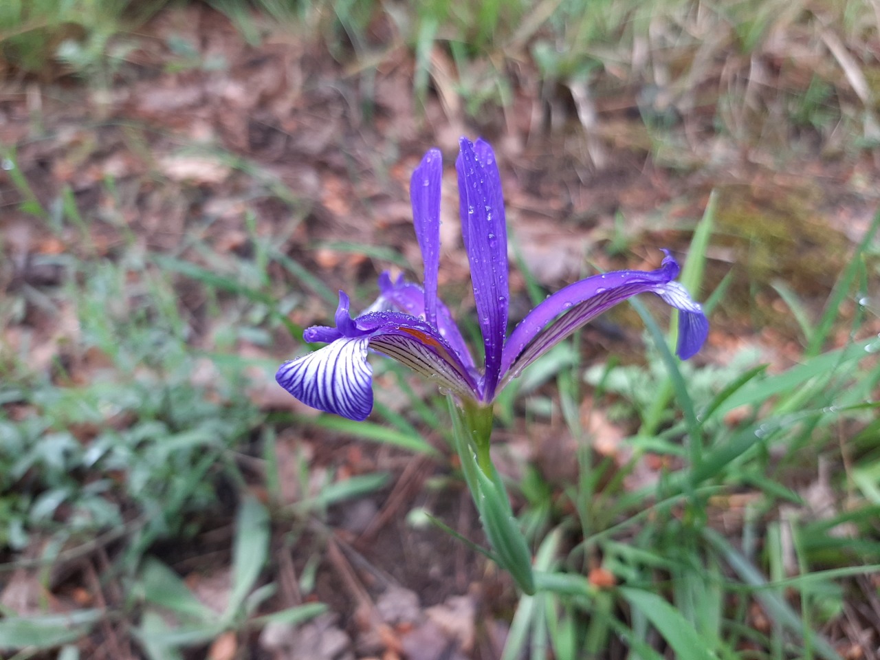 Iris sintenisii