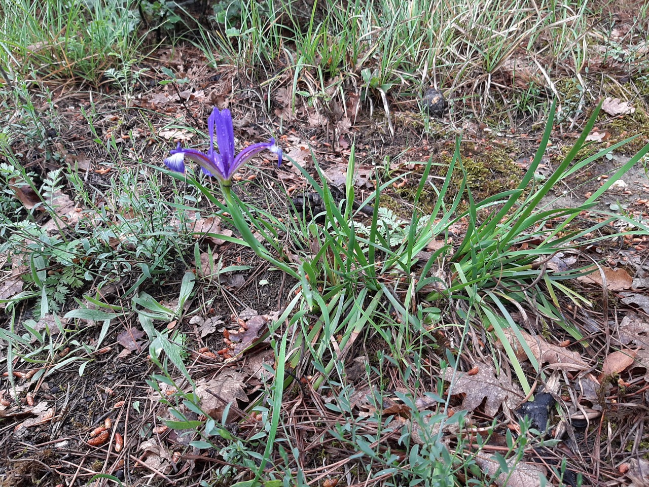 Iris sintenisii