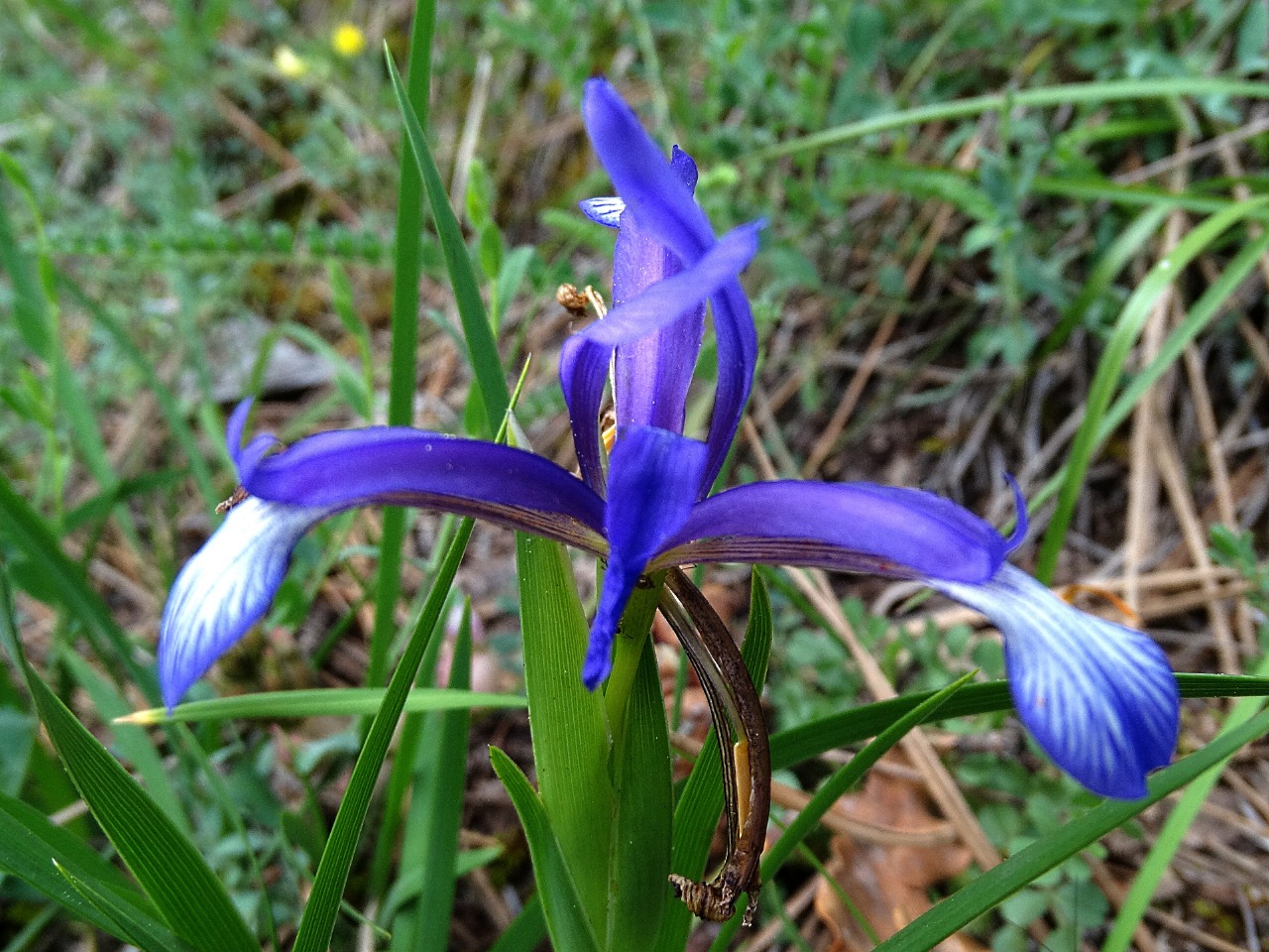 Iris sintenisii