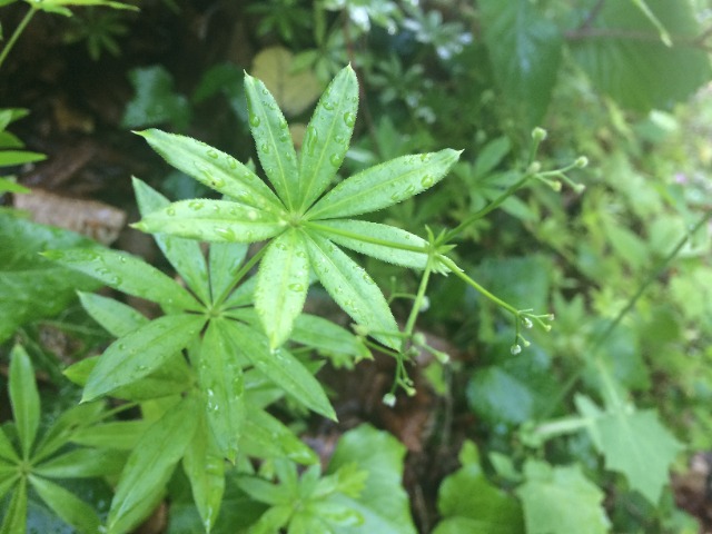 Galium odoratum