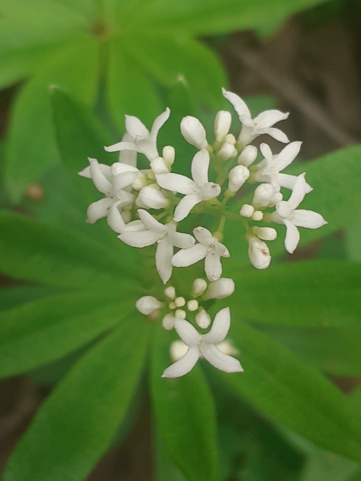 Galium odoratum