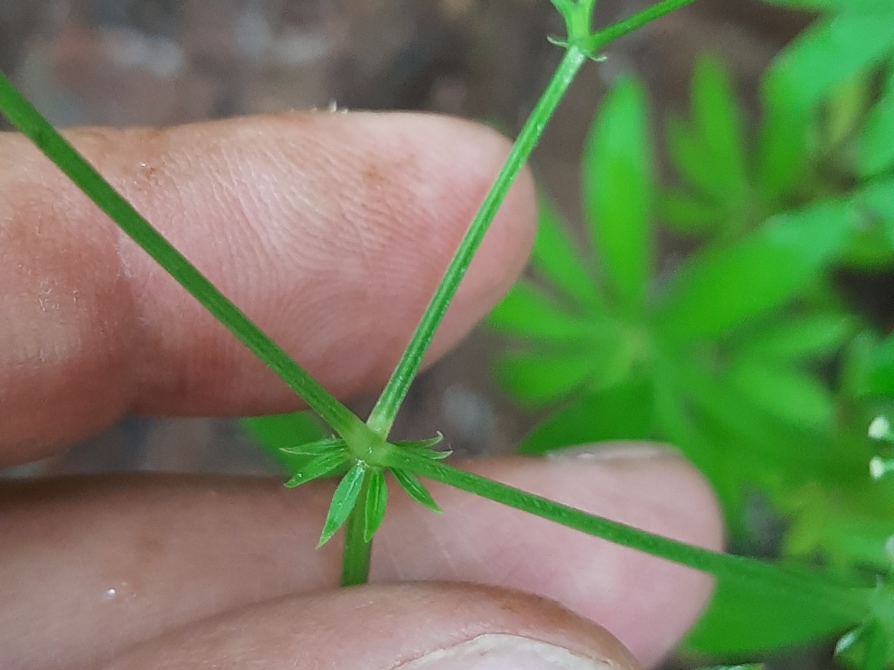 Galium odoratum