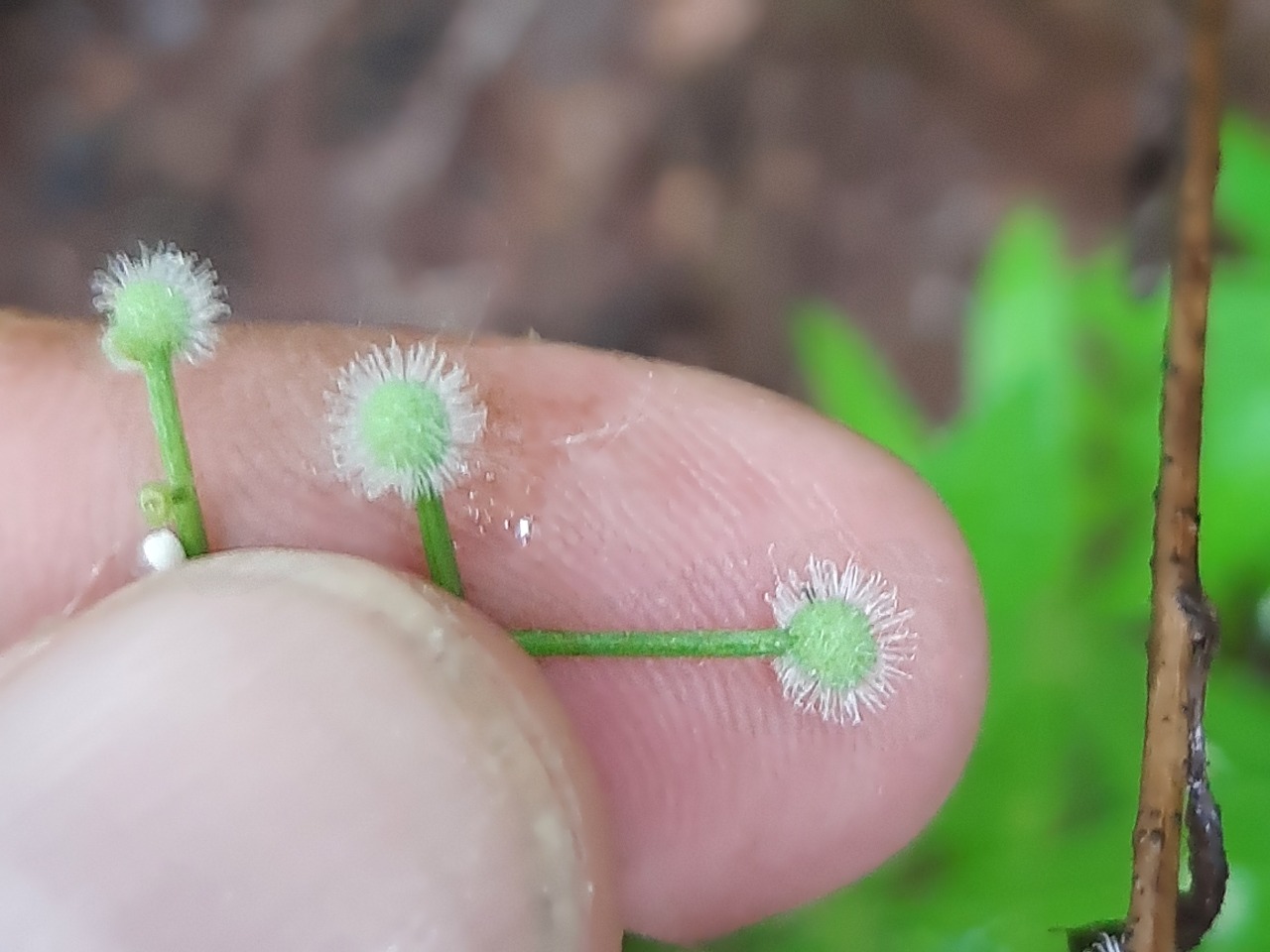 Galium odoratum