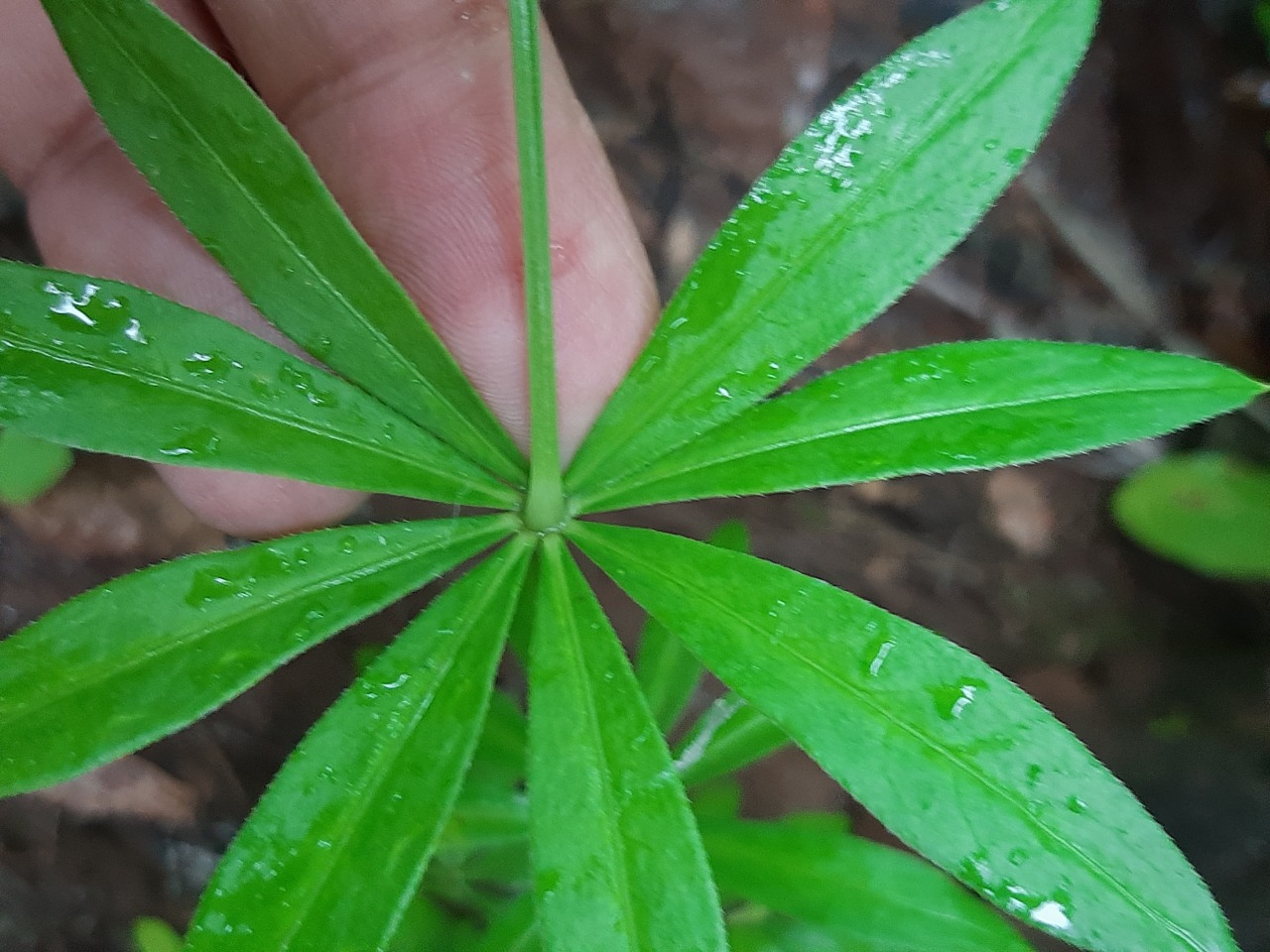 Galium odoratum