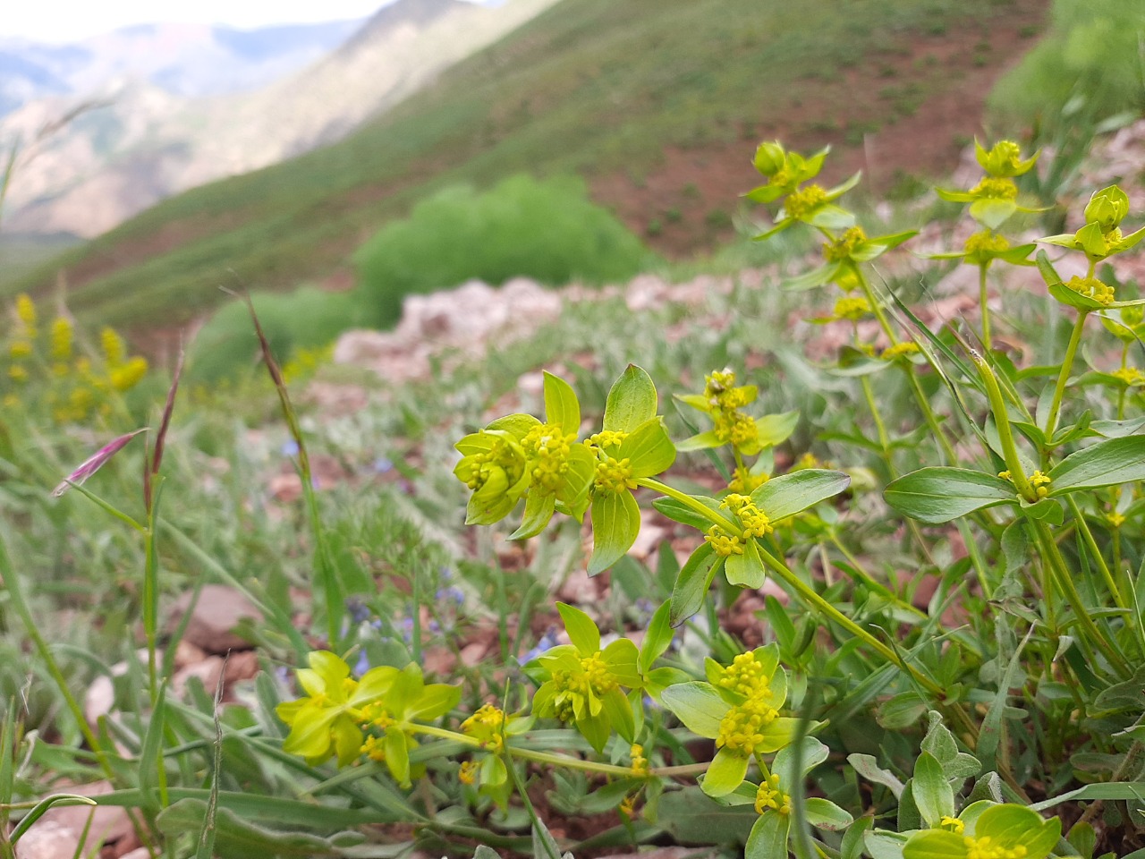 Cruciata taurica