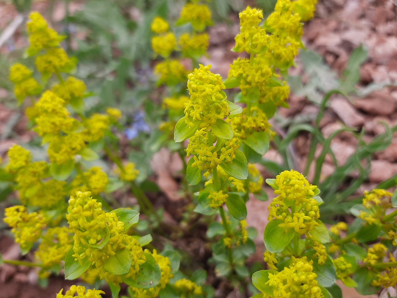 Cruciata taurica