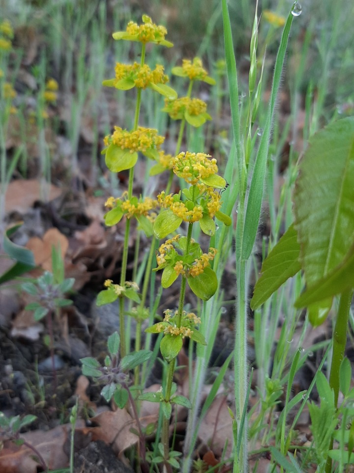 Cruciata taurica