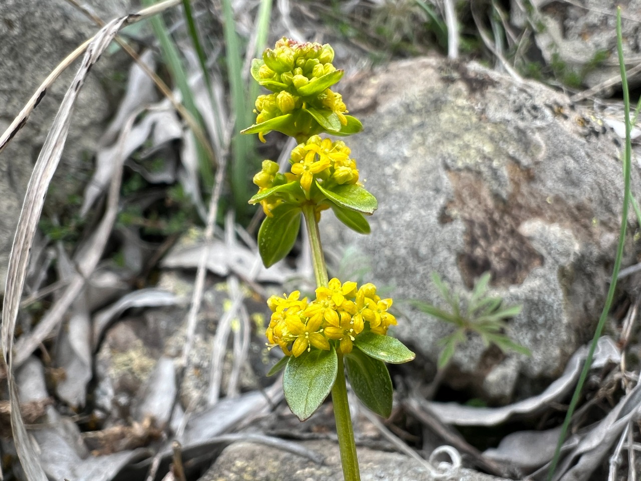 Cruciata taurica