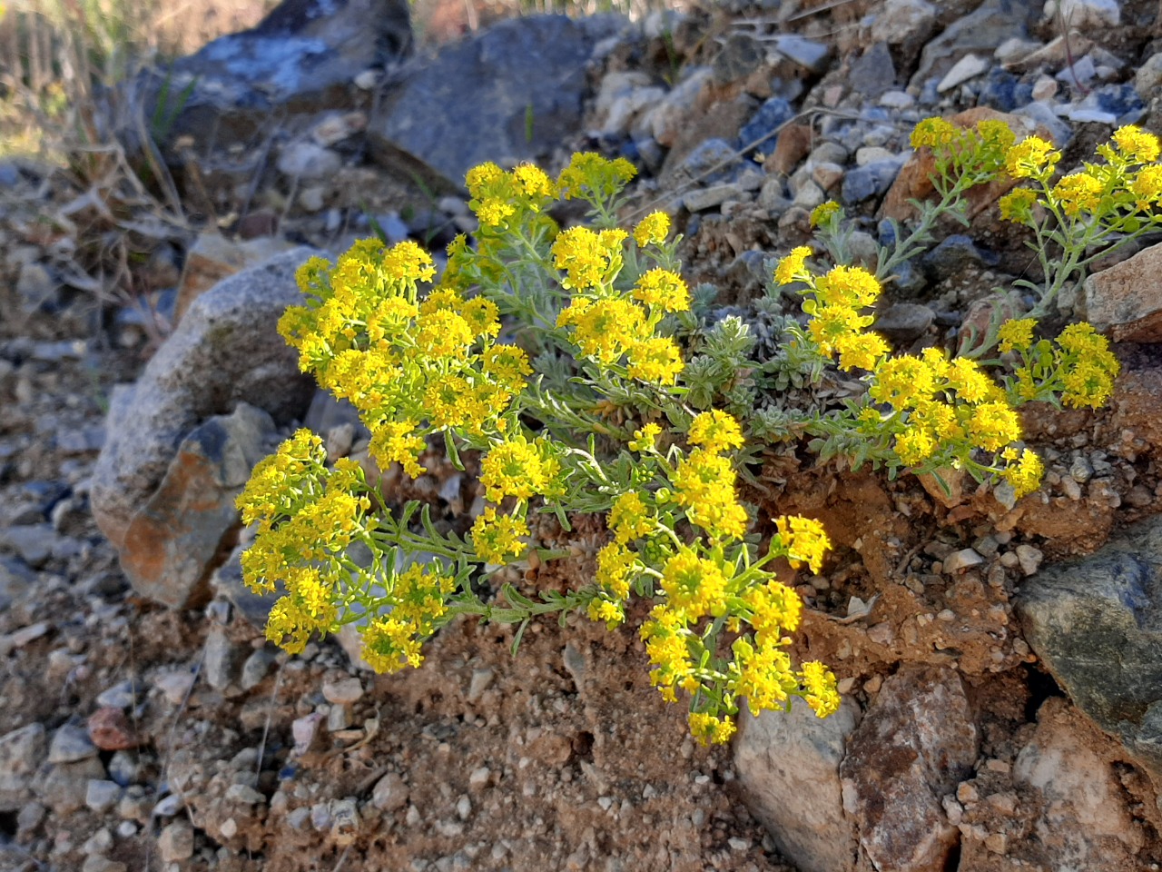 Cruciata taurica
