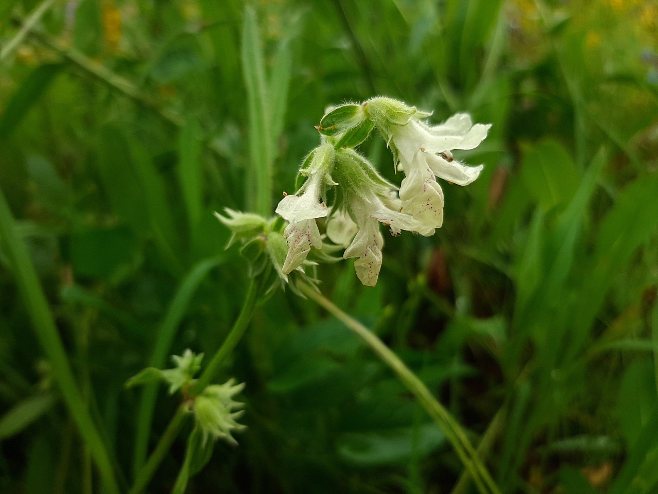 Stachys annua