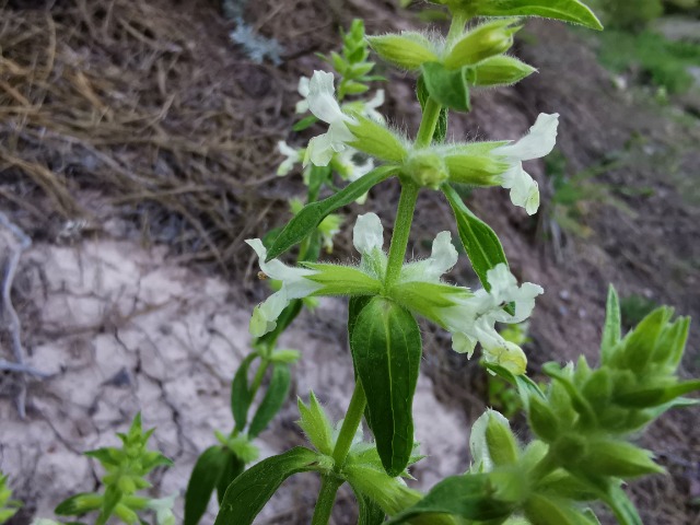 Stachys annua