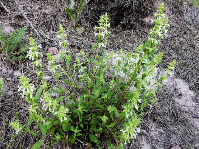 Stachys annua