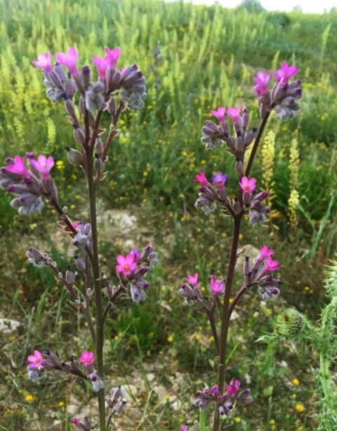 Anchusa azurea