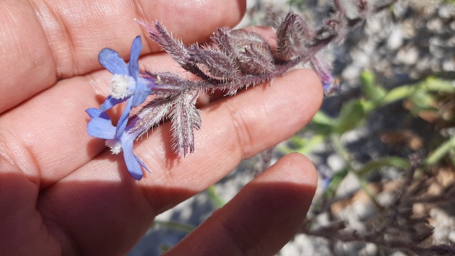 Anchusa azurea