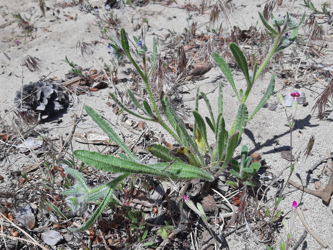Anchusa azurea