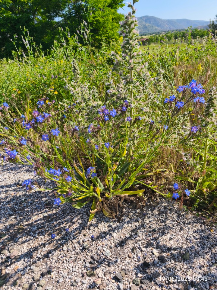 Anchusa azurea
