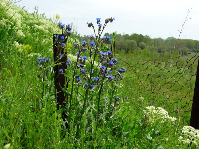 Anchusa azurea