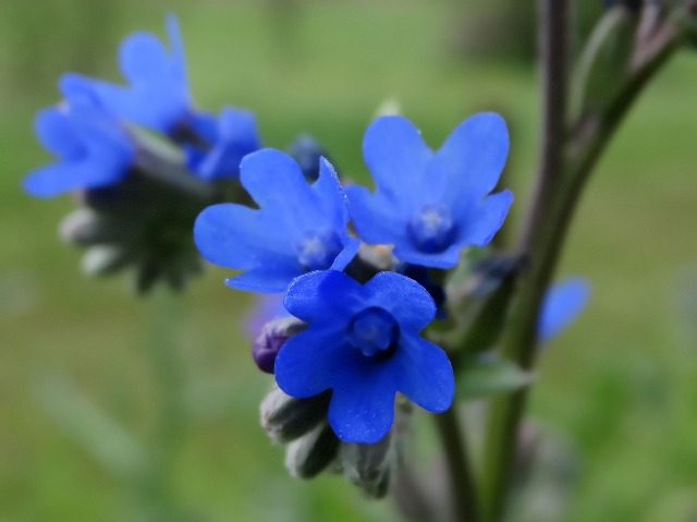 Anchusa azurea