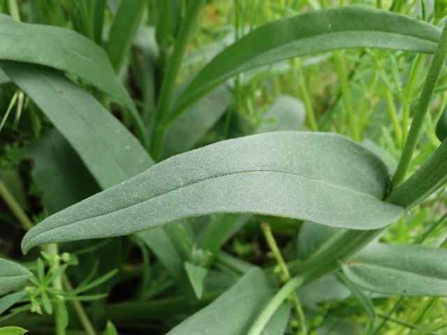 Anchusa azurea